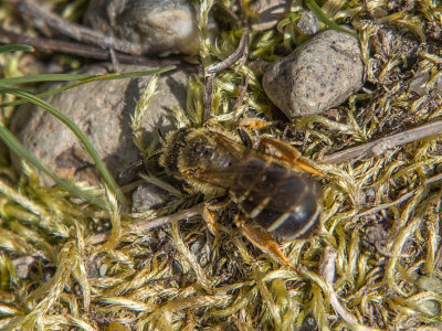 Sweat Bee (Halictus)