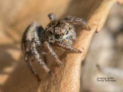 (Habronattus.....) Jumping Spider