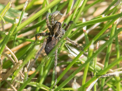 Thin-legged Wolf Spider (Pardosa sp)