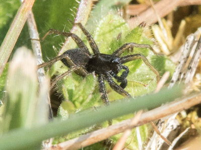 Thin-legged Wolf Spider (Pardosa sp)