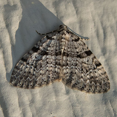 7324 (Perizoma curvilinea)