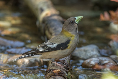 Evening Grosbeak female