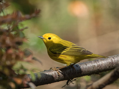 Yellow Warbler