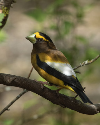 Evening Grosbeak