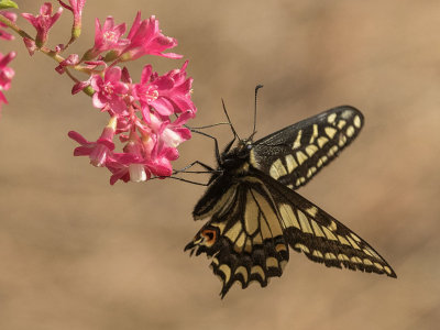 4167 Anise Swallowtail (Papilio zelicaon)