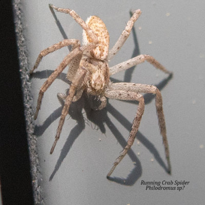 (Philodromus dispar) Running Crab Spider