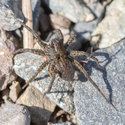 Thin-legged Wolf Spider (Pardosa sp)