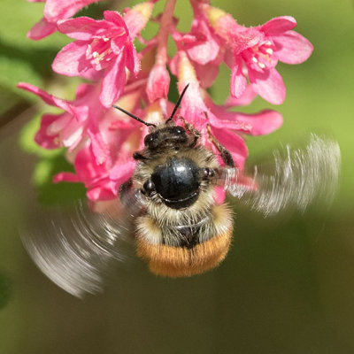 Black-tailed Bumble Bee (Bombus melanopygus)