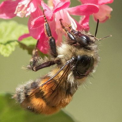 Black-tailed Bumble Bee (Bombus melanopygus)