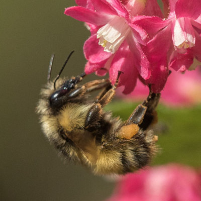 Mixed Bumble Bee (Bombus mixtus)