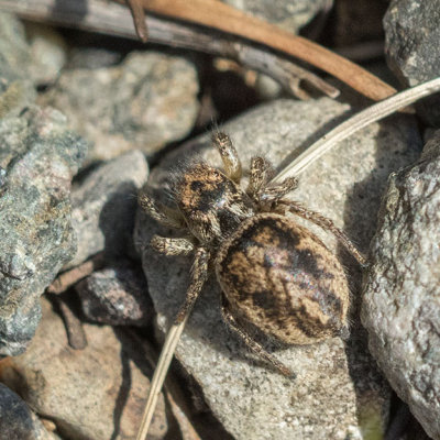 (Habronattus.....) Jumping Spider