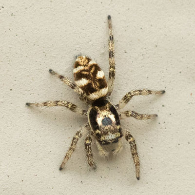 (Salticus scenicus) Zebra Jumper