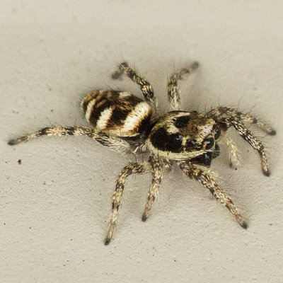 (Salticus scenicus) Zebra Jumper