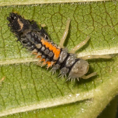 Multicolored Asian Lady Beetle larva (Harmonia axyridis)