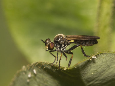 Robber Fly (Asilidae)