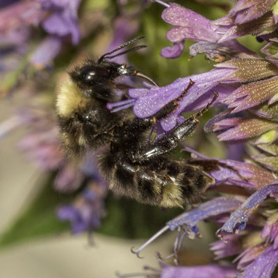 California Bumble Bee (Bombus californicus)