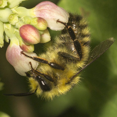 Yellow-fronted Bumble Bee (Bombus flavifrons)