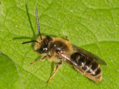 Mining Bee (Andrena)