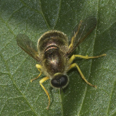 Small-headed Flies (Eulonchus sapphirinus)
