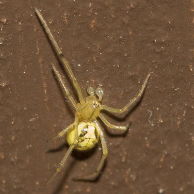 (Enoplognatha ovata) Cobweb Spider 