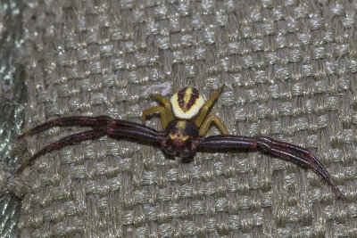 (Misumena vatia) Goldenrod Crab Spider