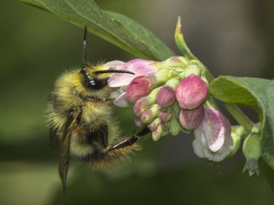 Mixed Bumble Bee (Bombus mixtus)