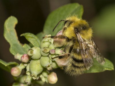 Yellow-fronted Bumble Bee (Bombus flavifrons)