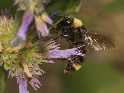 California Bumble Bee (Bombus californicus)