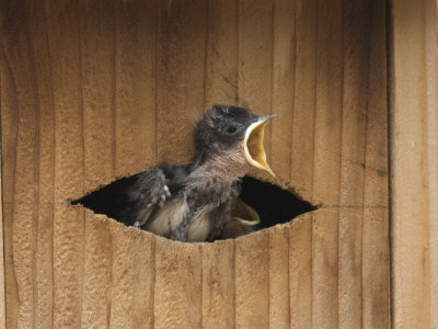 Tree Swallow chick