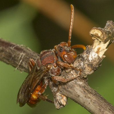 Nomad Bee (Nomada)
