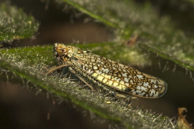 (Orientus ishidae) Japanese Leafhopper