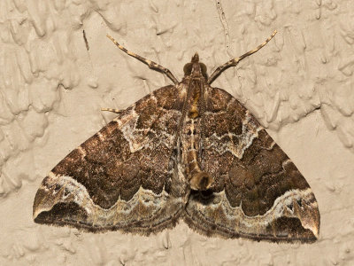 7207 Northwestern Phoenix moth (Eulithis xylina)
