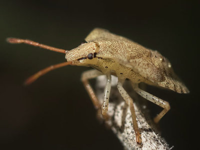 Consperse Stink Bug (Euschistus conspersus)