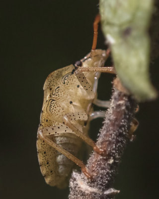 Consperse Stink Bug (Euschistus conspersus)