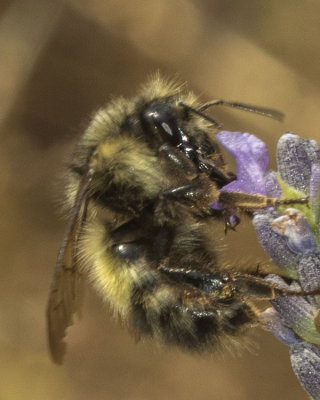 Sitka Bumble Bee (Bombus sitkensis)