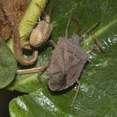 Consperse Stink Bug (Euschistus conspersus)