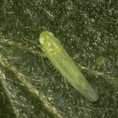 (Empoasca elongella) 