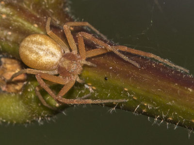 (Philodromus rufus pacificus) Running Crab Spider