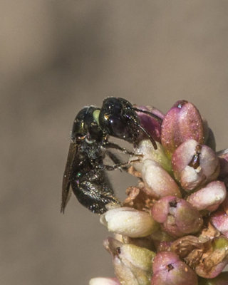 Small Carpenter Bee (Ceratina Subgenus Zadontomerus)