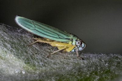 (Hordnia atropunctata) Blue-green Sharpshooter