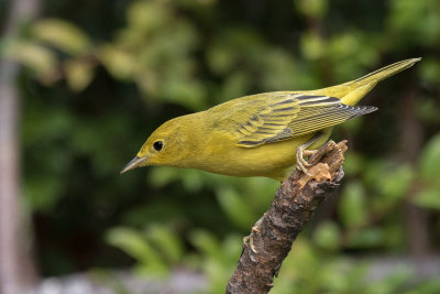 Yellow Warbler female
