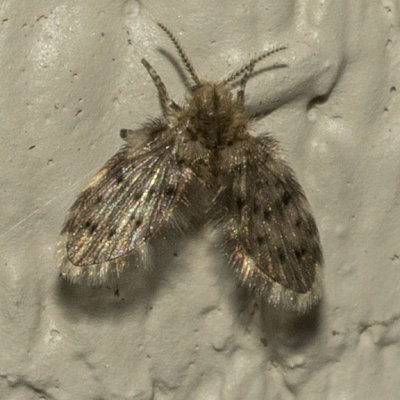 Moth Fly (Psychodinae)
