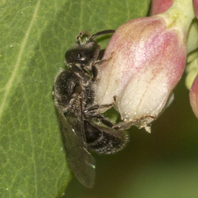 Small Carpenter Bee (Ceratina)