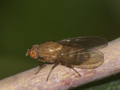 Root-Maggot Flies (Anthomyiidae)