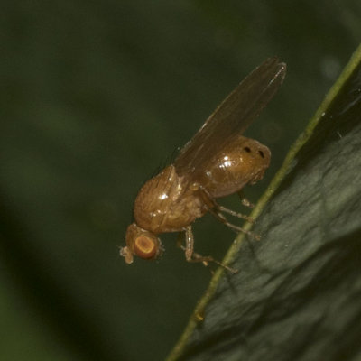 Root-Maggot Flies (Anthomyiidae)
