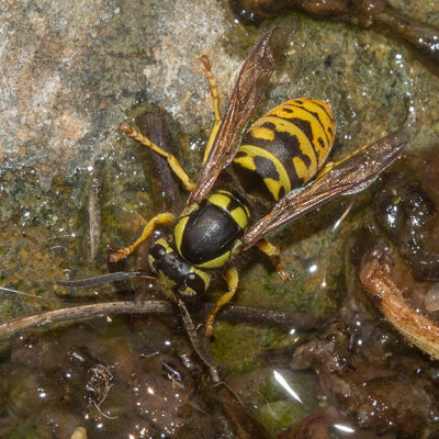 Prairie Yellowjacket (Vespula atropilosa)