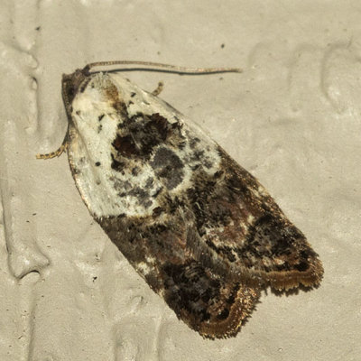 3530 Garden Rose Tortrix Moth (Acleris variegana)