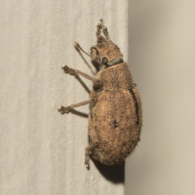 Nut Leaf Weevil (Strophosoma melanogrammum)