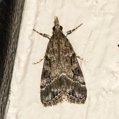 4722 (Eudonia rectilinea)