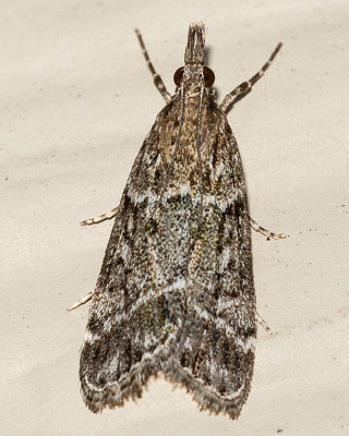 4722 (Eudonia rectilinea)